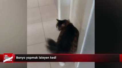 Banyo yapmak isteyen kedi