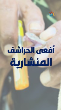 أفعى الحراشف المنشارية | يعمل سمها على إتلاف كريات الدم الحمراء وشبكة الأوعية الدموية