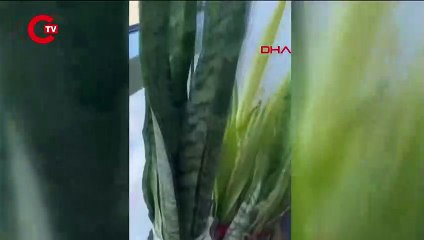 Faciadan dönüldü... Yorgun mermi eve isabet etti!