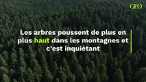 Dans les montagnes, les arbres poussent de plus en plus haut... et ce n’est pas une bonne nouvelle