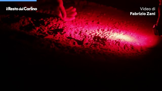 Le prime tartarughe Caretta Caretta nate in Emilia Romagna