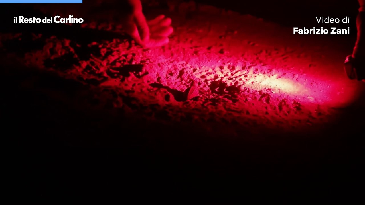 Le prime tartarughe Caretta Caretta nate in Emilia Romagna