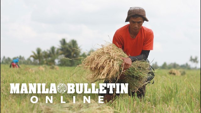 Improve Pinoys' purchasing power; P20 per kilo rice not yet attainable - NEDA chief