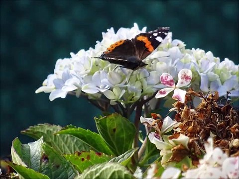 Quelques papillons - Musique : Traveller's jig de J Arcand (6/8 canadien) - Eric : guitares, mandolines.