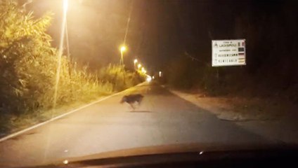 Cinghiali in strada a Cerveteri