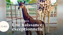 Un bébé girafe sans aucune tache est né dans un zoo aux Etats-Unis