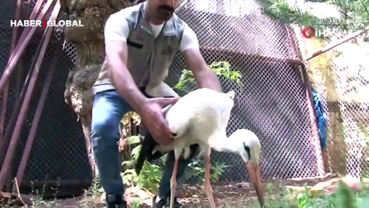 Yorgun ve bitkin halde bulunan yavru leylek tedavi altına alındı