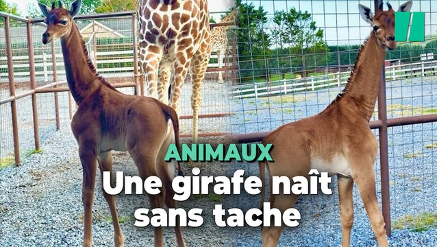 Une girafe naît sans tache dans un zoo aux États-Unis, un événement rarissime