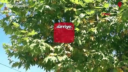 Bolu'da 94 yılın en sıcak yazı! Kentte ağaçların yaprakları sararıp döküldü