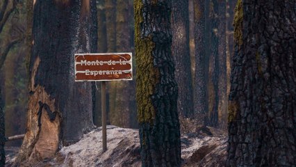 Se cumple una semana del incendio de Tenerife con el fuego estabilizado