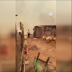 Çanakkale'de jandarma ekipleri hayvanlar için seferber oldu