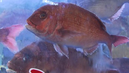 [뉴스라운지] 日 오염수 내일부터 방류...수산업계 "타격 우려" / YTN