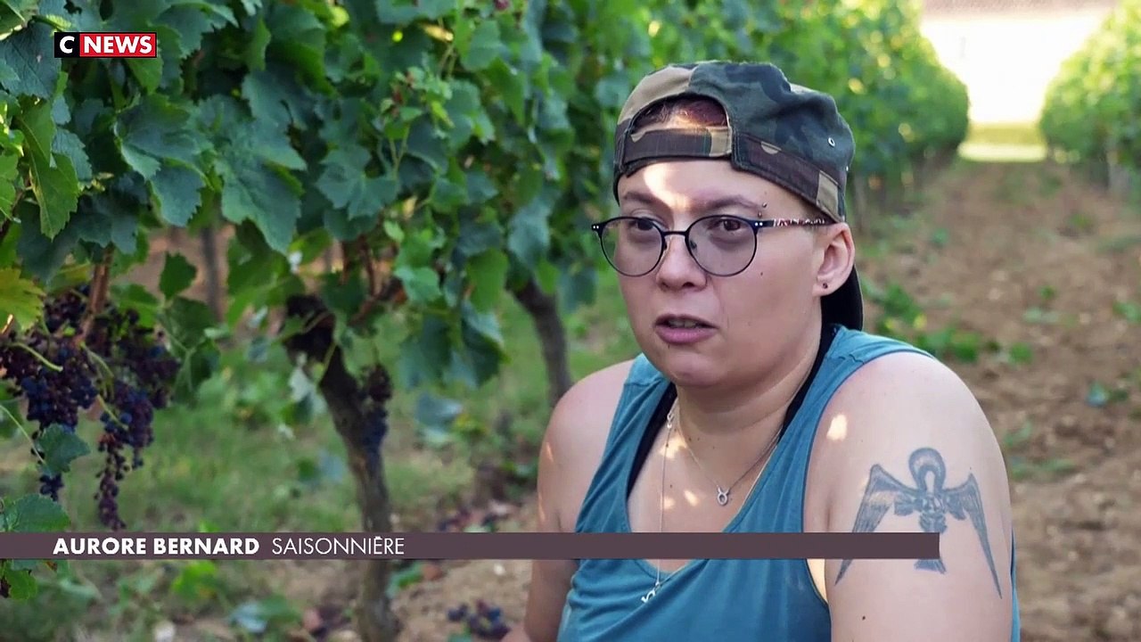 Vague de chaleur: Face à la canicule, les viticulteurs s’adaptent pour les vendanges dans le vignoble bordelais qui ont débuté ces derniers jours - Regardez