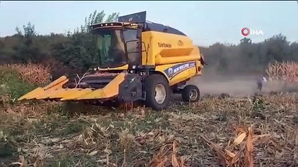 Osmaniye'de Yüksek Verimli Mısır Hasadı