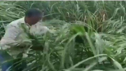 गोपालगंज: तेज बारिश और तूफान से गन्ना फसल हुआ बर्बाद, किसानो में छाई मायूसी