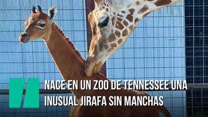 Nace en un zoo de Tennessee una inusual jirafa sin manchas