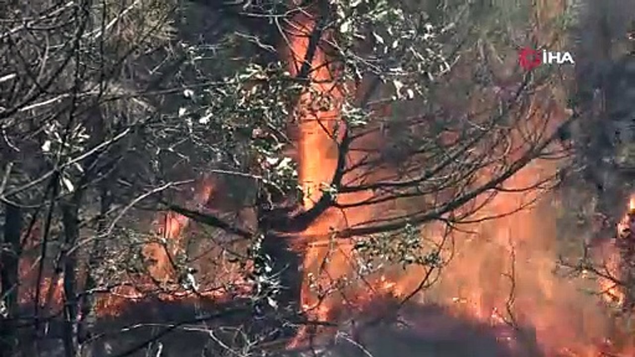 Bursa'da anız yangını ormana sıçradı!