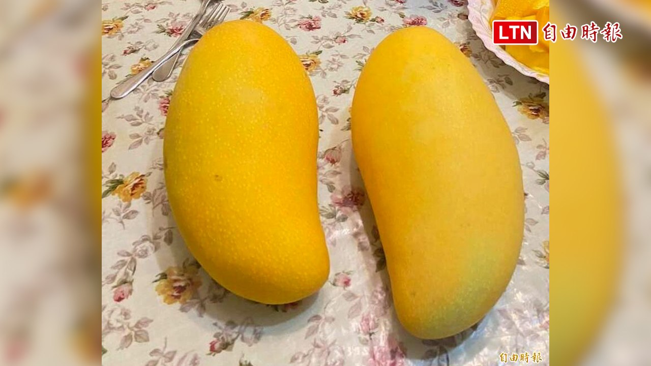 高雄金煌芒果今台北市場批發均價40.4元 比正常年高(市府提供)