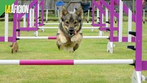 Agility' modalidad que entrena perros en obstáculos | La otra visión del deporte