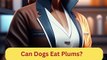 Can Dogs Eat Plums | Dog Food Review | Zudaan