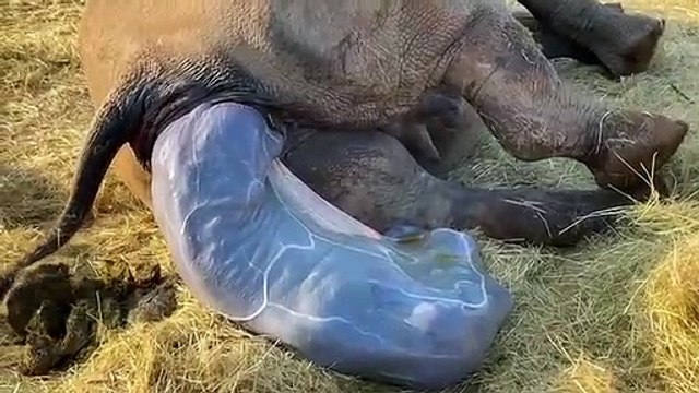 Rinoceronte Axl nasceu há 1 ano. As imagens incríveis do seu nascimento