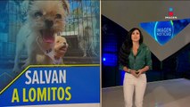 Rescatan a 31 perritos encerrados en un criadero en Ecatepec
