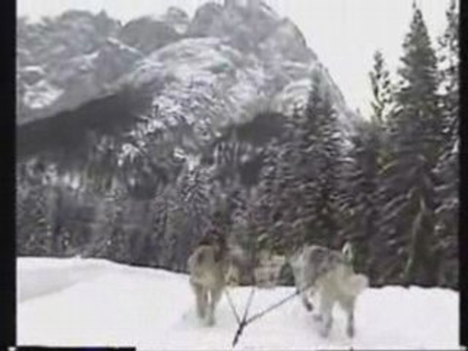Oumiaks sled dogs dolomites-Alpes Juanary 2006  day 1