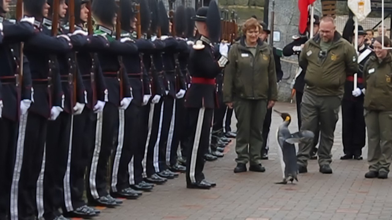 Dünyanın en yüksek rütbeli pengueni: Bouvet Adaları Baronu Tümgeneral Sir Nils Olav III