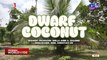 Dwarf coconut tree, paano ang tamang pagtatanim? | Dapat Alam Mo!