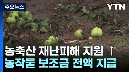 여의도 면적 236배 피해에 지원 확대...과일은 '비상' / YTN