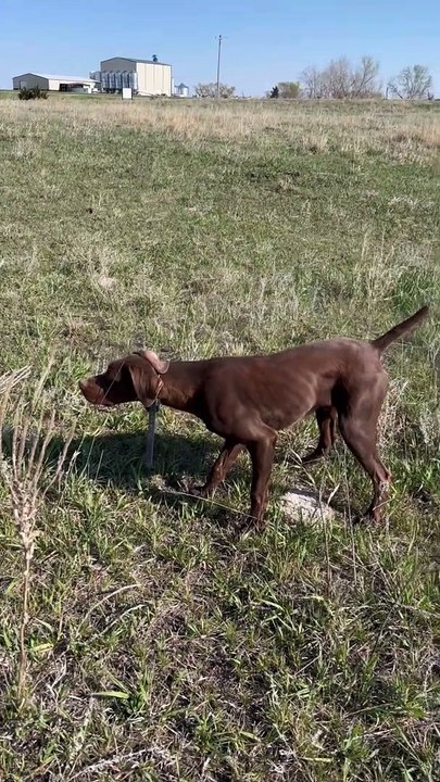 Pointer Doing Pointer Things