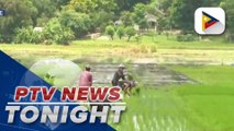 NEDA chief says PBBM’s promise of P20/kg rice achievable but production must be increased