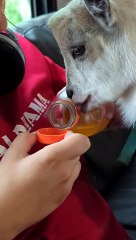 Baby Goat Loves Gatorade