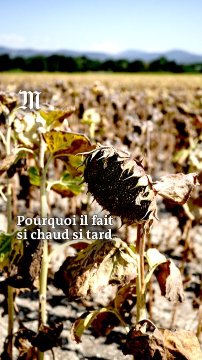 Qu’est-ce qu’une canicule tardive, et quelles sont ses conséquences ?