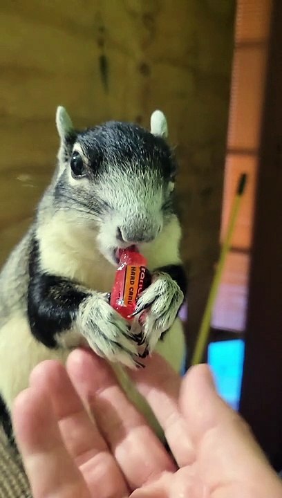 Smokey the Candy Bandit