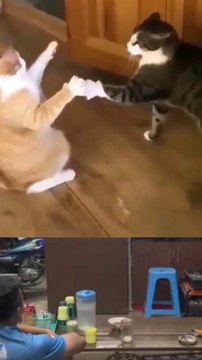 Funny cats,funny animals trending Funny videos,فيديو مضحك/grappige video/ смешнае відэа/ 有趣的視頻/ sjov video / hauska video/bhidio èibhinn/fyndið myndband/video divertente/面白いビデオ/ lustiges Video/ 웃긴 영상/ witzeg Video/ śmieszny filmik/Vídeo engraçado/vidéo dr