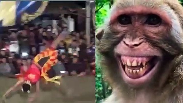 funny videos/funny animal reactions/ monkeys laughing watching funny actions,,#funny videos. Funny videos,فيديو مضحك/grappige video/ смешнае відэа/ 有趣的視頻/ sjov video / hauska video/bhidio èibhinn/fyndið myndband/video divertente/面白いビデオ/ lustiges Video