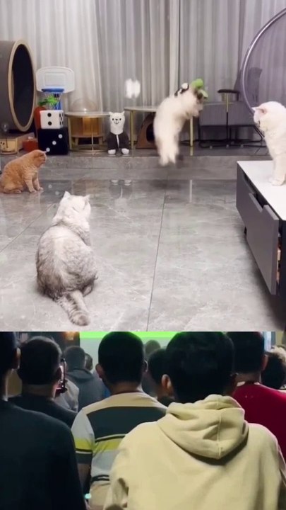 Funny cats football/ funny videos#funnyvideos#funnycats#funnyanimals