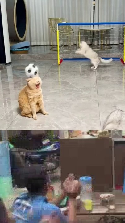 funny videos/funny animal reactions, amazing cats, hahaha wkwkwfunny video/snaakse video/video qesharake / አስቂኝ ቪዲዮ/āsik’īnyi vīdīyo/فيديو مضحك/ fidyu mudhik / զվարճալի տեսանյութ /zvarchali tesanyut’/ মজাৰ ভিডিঅ' / wali muspharkañ vid   k xixixi.