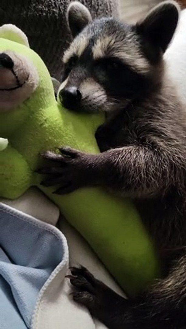 Rescued Raccoon Loves Her Toy