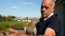 « Une grosse déception » : à 62 ans, Roger vient de perdre 15 ans de Skyblog sur les pigeons voyageurs