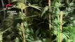 Coltivavano marijuana, denunciata una famiglia nel Torinese