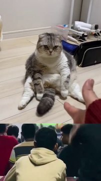 funny cats/Funny videos,فيديو مضحك/grappige video/ смешнае відэа/ 有趣的視頻/ sjov video / hauska video/bhidio èibhinn/fyndið myndband/video divertente/面白いビデオ/ lustiges Video/ 웃긴 영상/ witzeg Video/ śmieszny filmik/Vídeo engraçado/vidéo drôle/ смеш