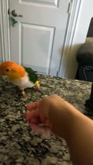 Yoshi the Parrot Hops