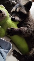 Rescued Raccoon Loves Her Toy