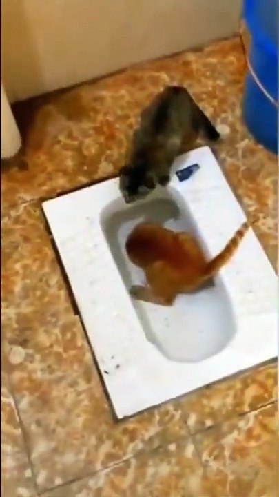 Un chat qui exagère tout