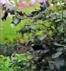 Prigozhin murió en un accidente aéreo