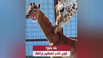 بلا بقع! لون نادر لصغير زرافة
