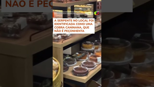 Cobra é flagrada rastejando em cima de bolos e pães em supermercado de Florianópolis