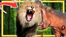 Animales Salvajes Y Sus Batallas Más Despiadadas